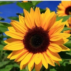 Meet your Posher, Delia